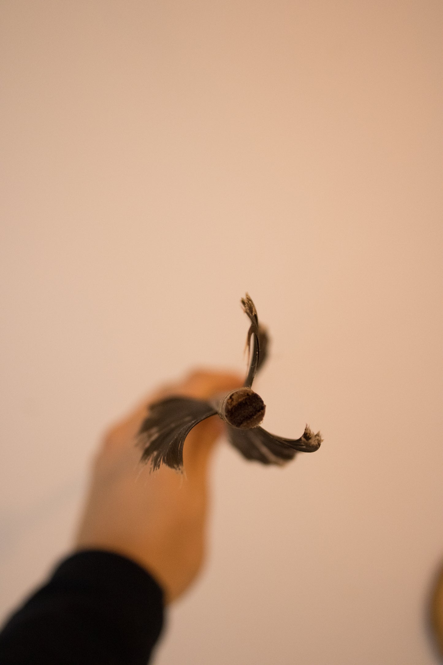 Arrow #001A — Ishi Style Mahognay Obsidian Arrow with Wall Display