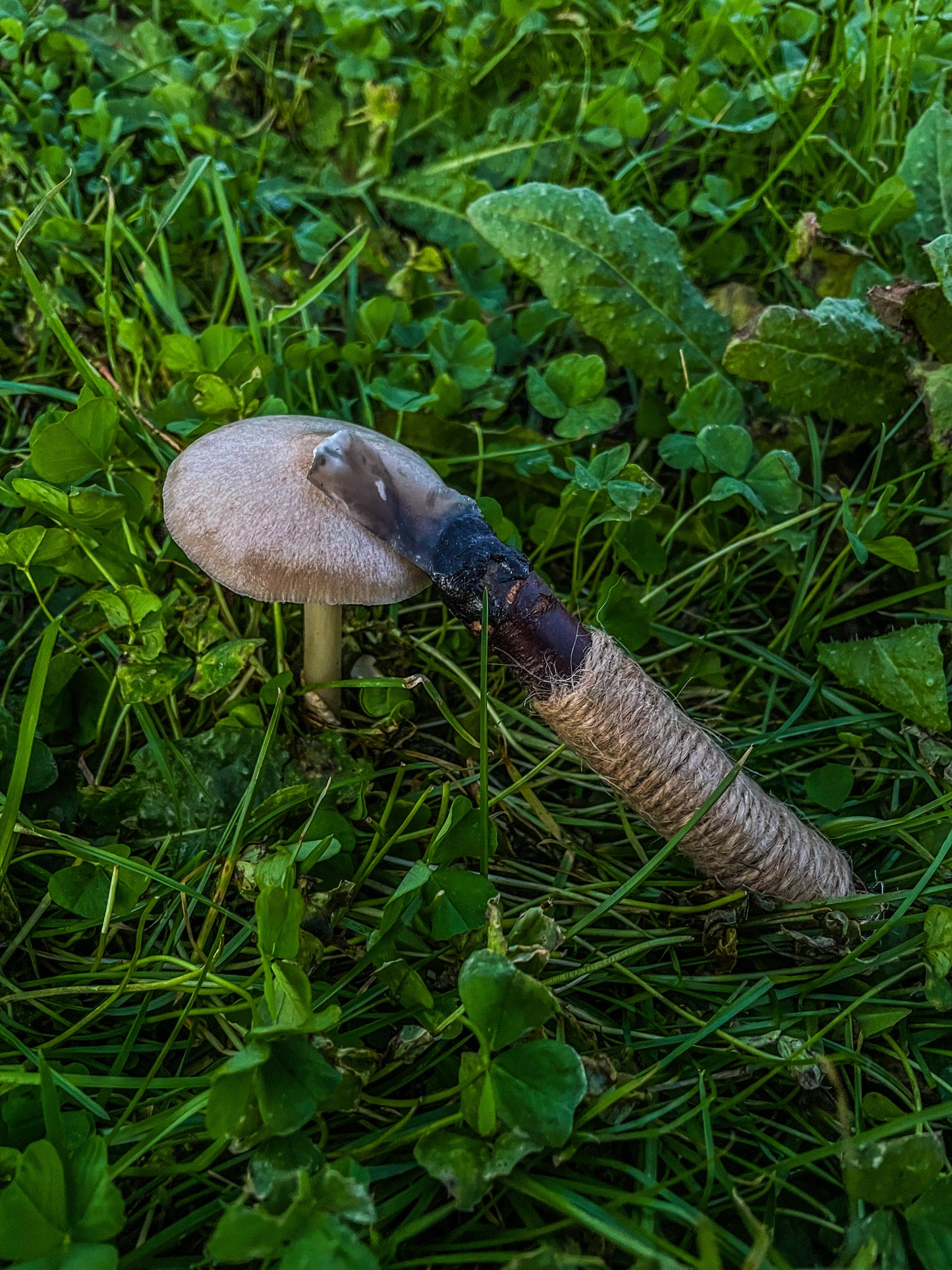 Forager’s Companion