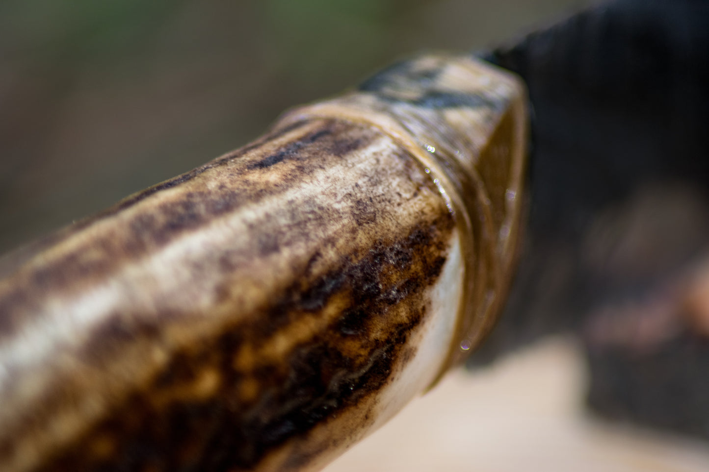 Bowman Lithics Signature Knife #007 – Rainbow Obsidian Straight Back Blade with Red Deer Antler Handle