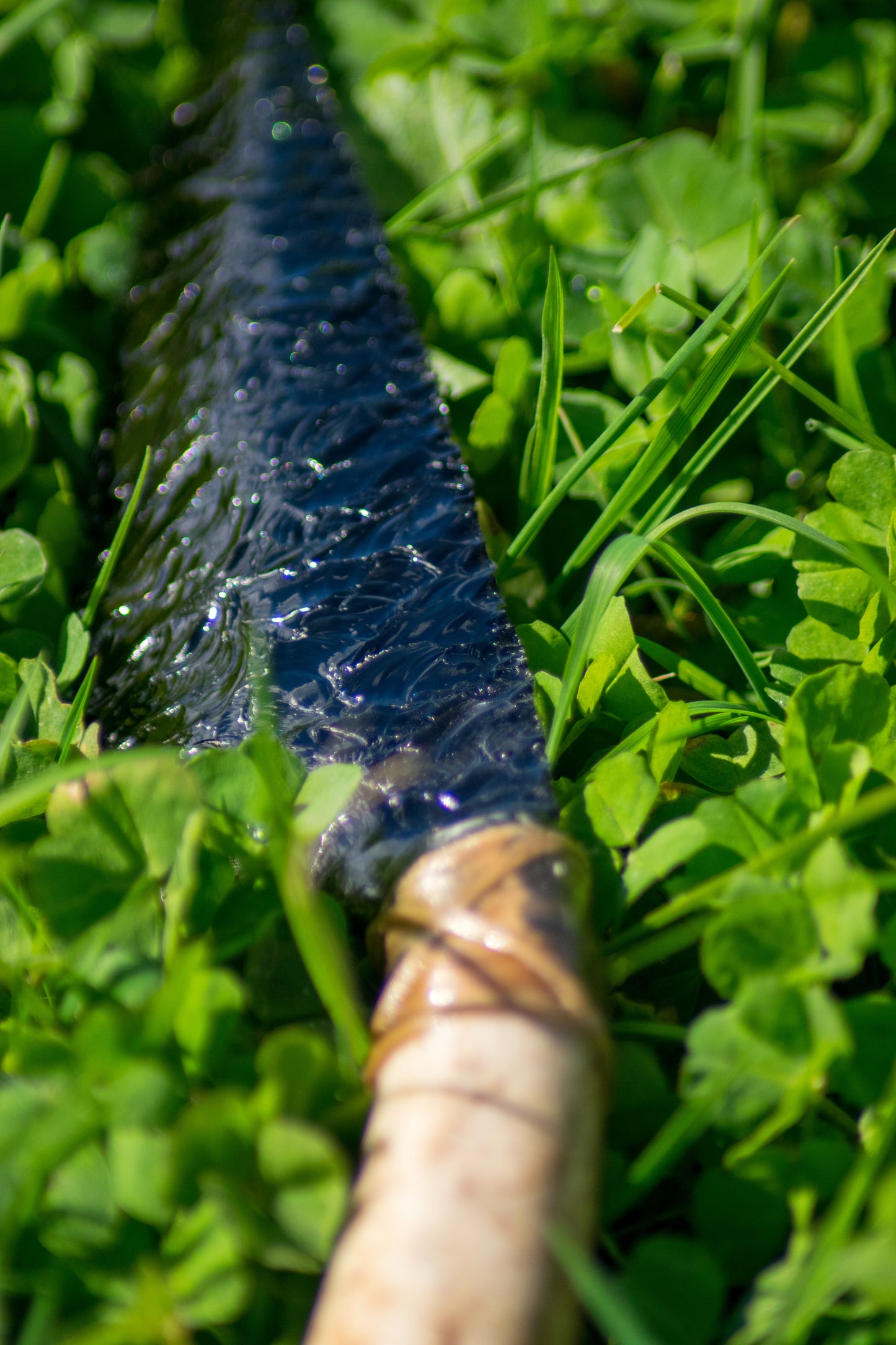 Bowman Lithics Signature Knife #006 – Mexican Black Obsidian Tanged Blade with Scottish Red Deer Antler Handle